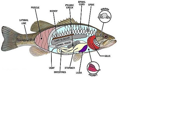 ALAT REPRODUKSI IKAN MAS EPUB DOWNLOAD ALAT REPRODUKSI IKAN MAS EPUB DOWNLOAD